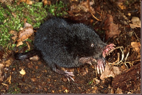 Amazing Animal Pictures Star Nosed Mole (10)