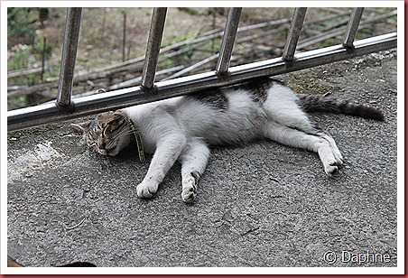 IMG_6169 IMG_6169