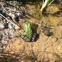 Edible Frog