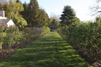 The lilac shrubs!  So many different colors!  Kevin - my namesake - picked big bouquets the other day for Alexis's apartment, but there are still plenty for us to smell and enjoy.