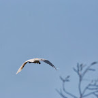 IMG_0872.JPG