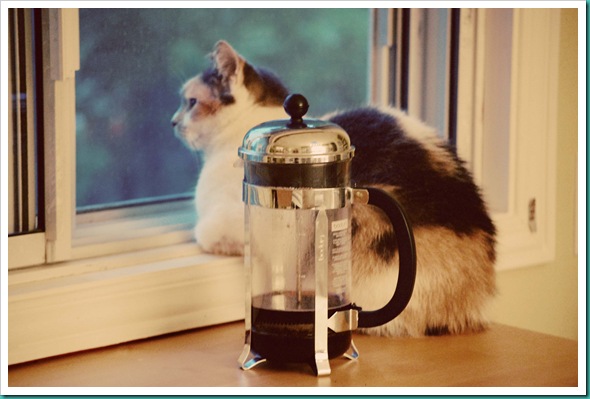 cat window faded