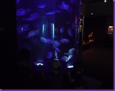 bowling aquarium 020 bowling aquarium 020