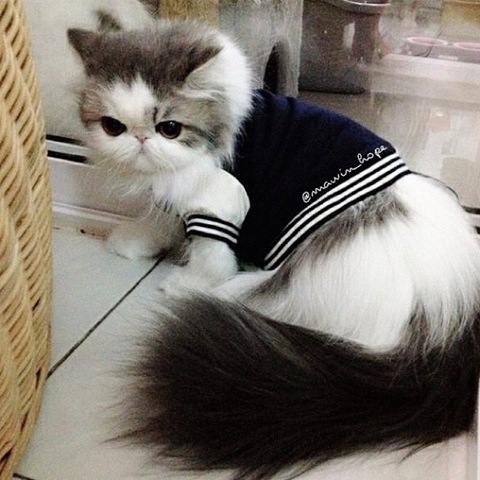 [hope-cat-instagram-11%255B2%255D.jpg]