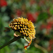 DSC_0141.JPG