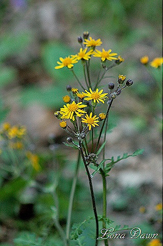 [OMC_GoldenRagwort%255B8%255D.jpg]