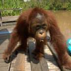 aber der blöde Fotograf steht im Weg zu den Bananen