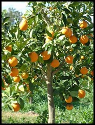 niceorangetree