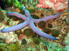  Koh Lipe Resimleri Fotoğrafları