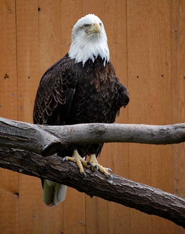[aviary532.jpg]