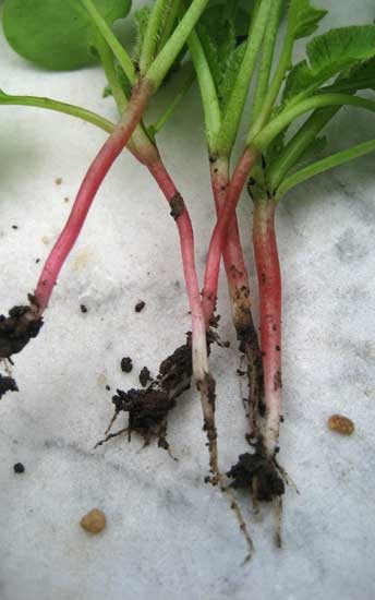 [radishseedlings23.jpg]
