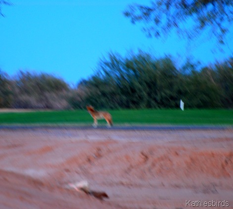 30. coyote-kab 30. coyote-kab