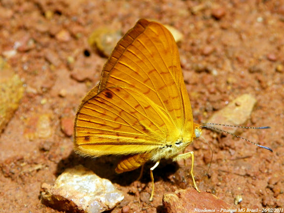 Riodinidae : Helicopini : Emesis diogenia PRITTWITZ, 1865, ou bien Emesis aurelia BATES, 1867. Pitangui (MG, Brésil), 26 février 2011. Photo : Nicodemos Rosa