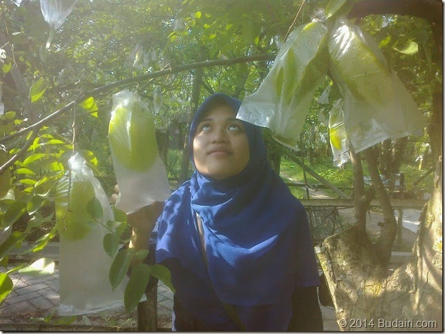 Agrobisnis Kebun Blimbing Bojonegoro 2 Agrobisnis Kebun Blimbing Bojonegoro 2