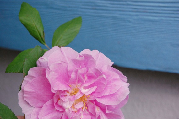 [explorer%2520roses%255B6%255D.jpg]