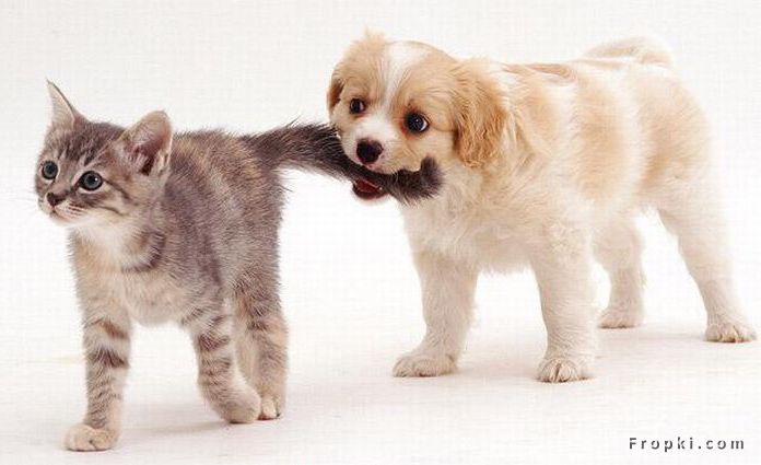 Unusual Friendships: Friendship is one mind in two bodies by Mencius