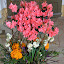 Frühlingserwachen Frühlingserwachen