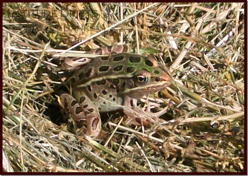 Northern Leopard Frog 