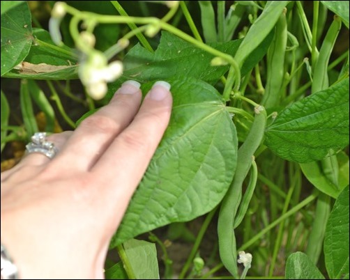 green beans