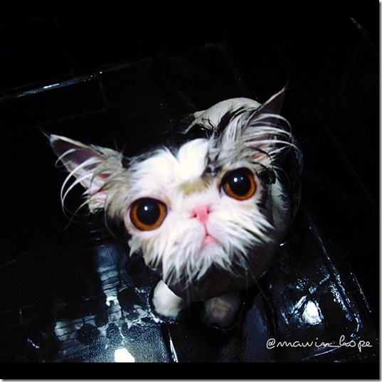 hope-cat-instagram-12