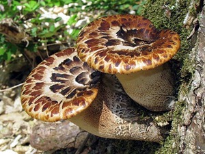 Polypore Scale