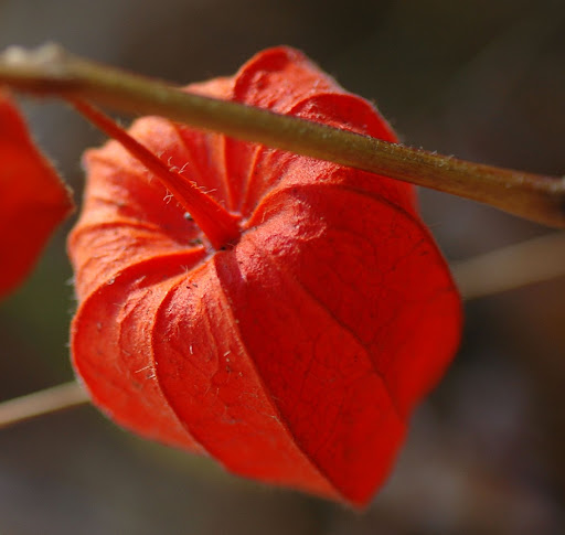 Chinese Lanterns Wiki