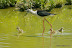 Natura :: Oasi Lipu di Racconigi (TO)