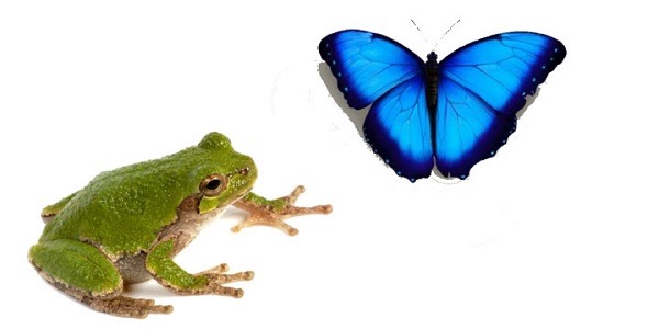 uma linda fabula sobre uma Borboleta e um Sapo uma linda fabula sobre uma Borboleta e um Sapo