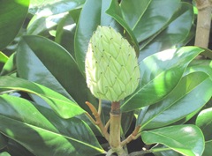 Ed Gorey house magnolia seed head Ed Gorey house magnolia seed head