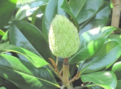 Ed Gorey house magnolia seed head