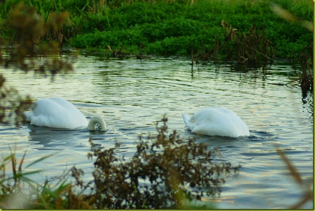 Two swans on the river