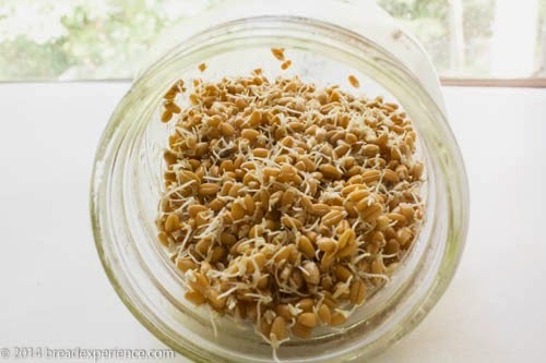 [sprouted-wheat-crackers-9%255B5%255D.jpg]
