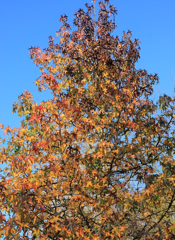 [IMG_58384.jpg]