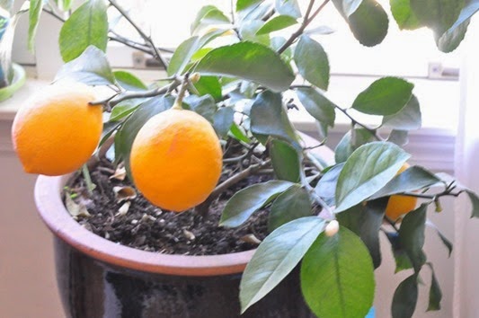 lemon_cake_3 lemon_cake_3