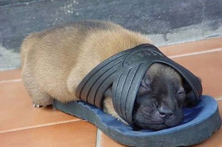 [tired-cute-animals-12%255B2%255D.jpg]