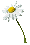 Paquerette Paquerette