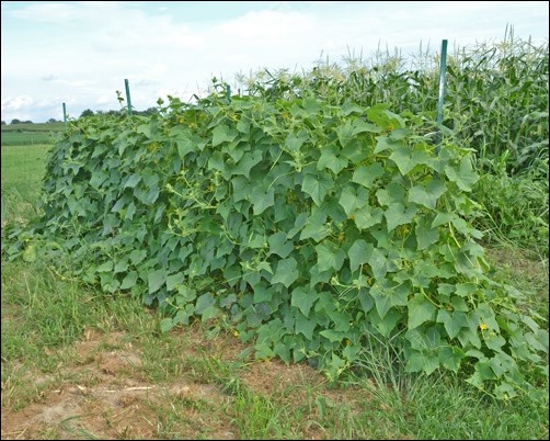 cucumber fence