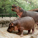 Hippopotamus