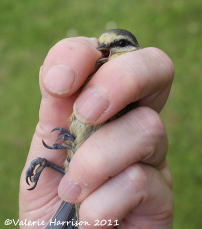 [9%2520ringing%2520fiesty-bluetit%255B2%255D.jpg]