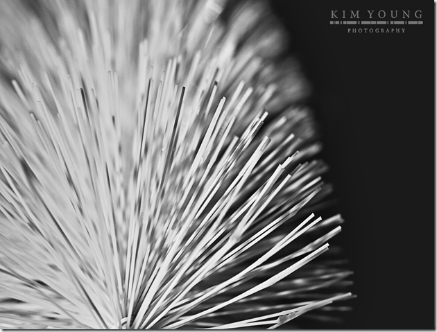 bottle brush
