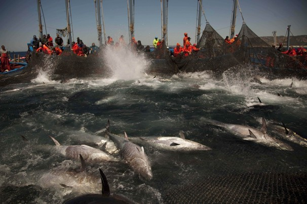In this April 27, 2011 file photo, Atlantic bluefin tuna are surrounded by fishing nets during the opening of the season for tuna fishing off the coast of Barbate, Cadiz province, southern Spain. A scientific study on Tuesday, Oct. 18, 2011 said over twice as much of the rare eastern Atlantic bluefin tuna in the Mediterranean is traded than catch quotas allow for, further threatening the survival of the species. Emilio Morenatti, File / Associated Press