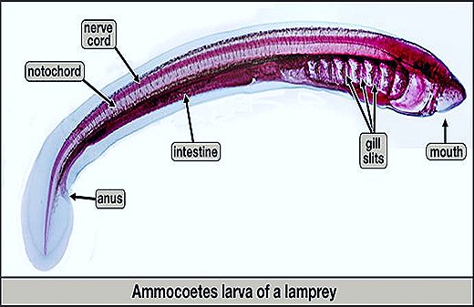 ammocoetes-larvae