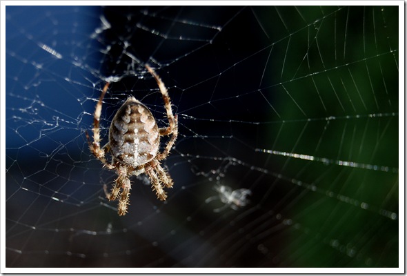Spider web