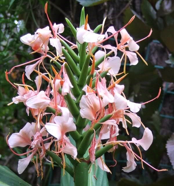 [Hedychium%2520Pink%25201%255B2%255D.jpg]