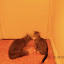 cats_chance_2010-05-22_03.JPG
