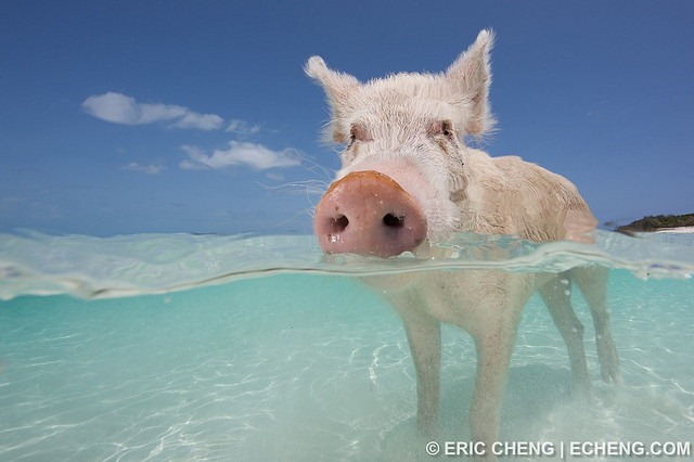 6 -  pequeñas curiosidades  - Página 2 Pigs-of-bahamas-1%25255B3%25255D