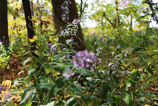 [IMG_0138%255B2%255D.jpg]