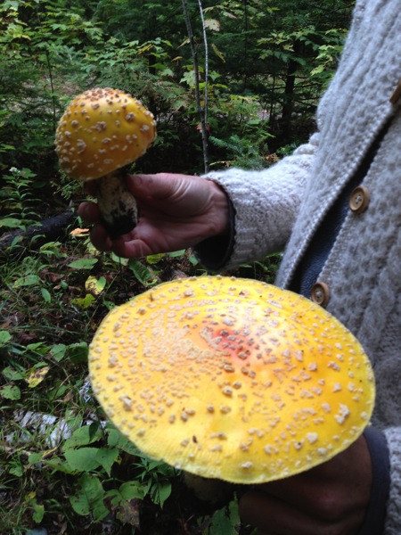 Fly Agaric 2