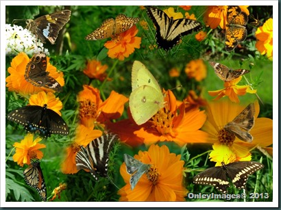 butterfly collage1 butterfly collage1