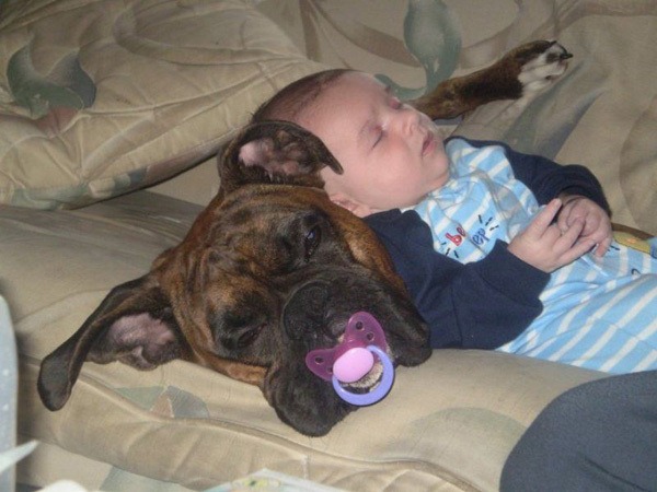 [dog12%255B6%255D.jpg]
